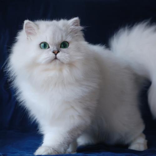 佛山哪里有卖金吉拉猫 佛山金吉拉猫一只多少钱