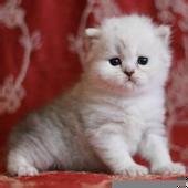 佛山哪里有卖金吉拉猫 佛山金吉拉猫一只多少钱