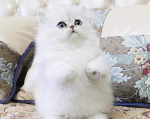 佛山哪里有卖金吉拉猫 佛山金吉拉猫一只多少钱