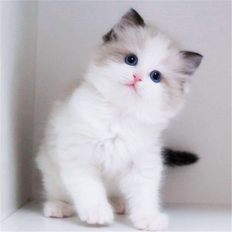 广州哪里有卖布偶猫 纯正布偶猫价格 布偶猫性格