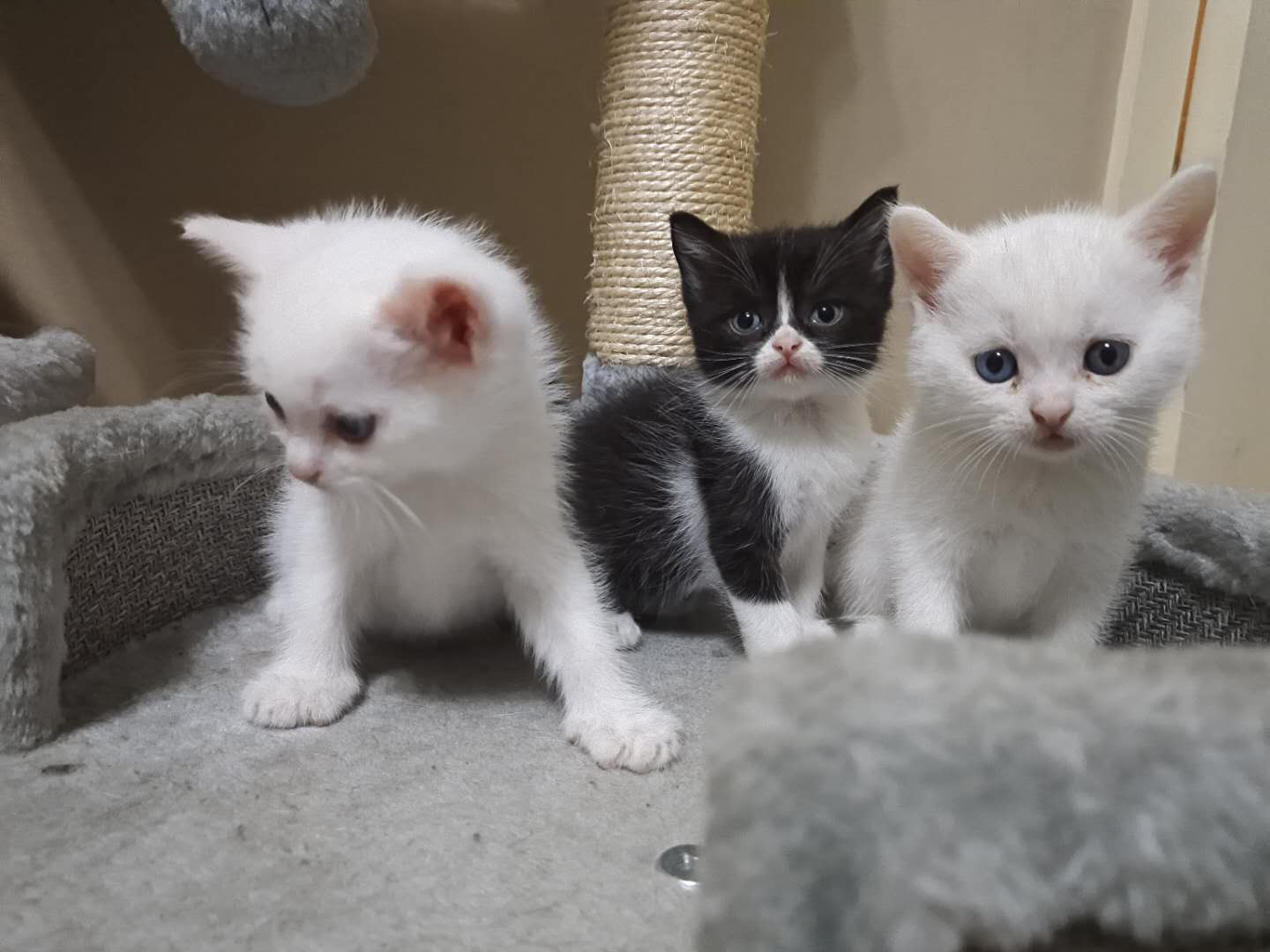 自己生养的英短奶猫找新家啦