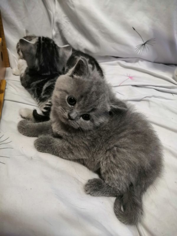 自家蓝猫，蓝白