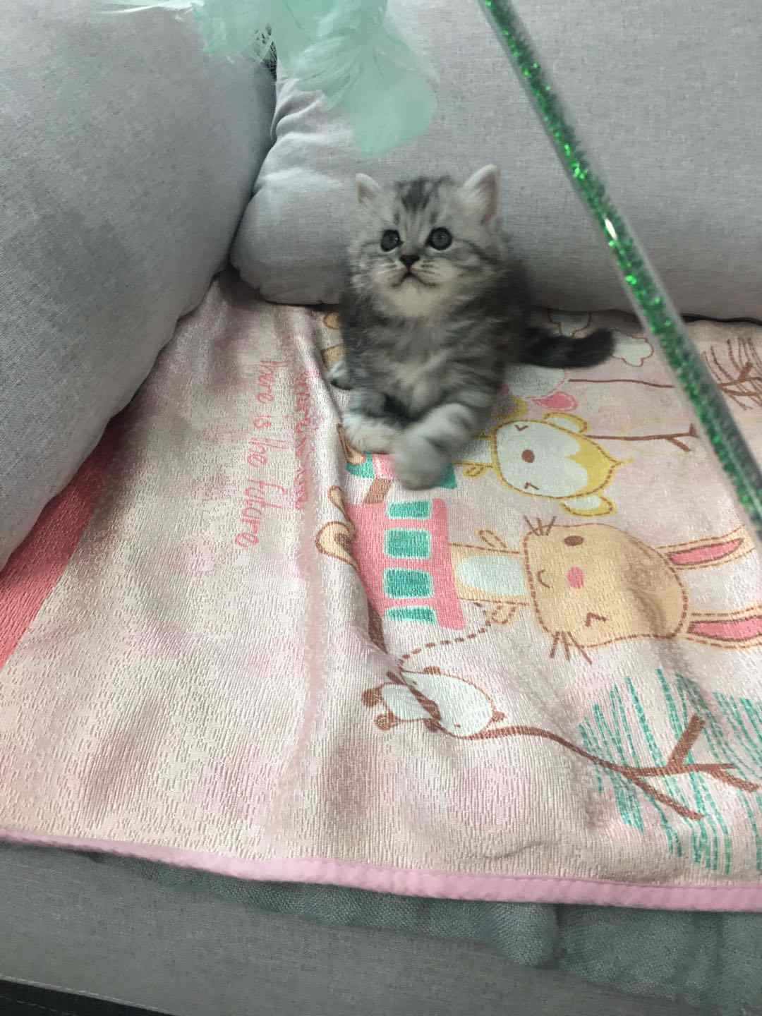 自家养的长毛银渐层