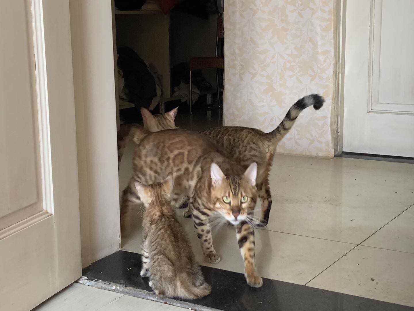 孟加拉小豹猫，已打疫苗