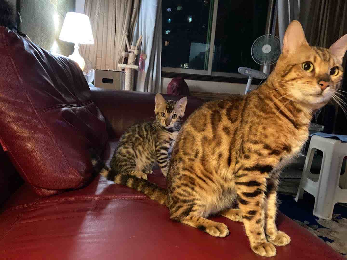 孟加拉小豹猫，已打疫苗