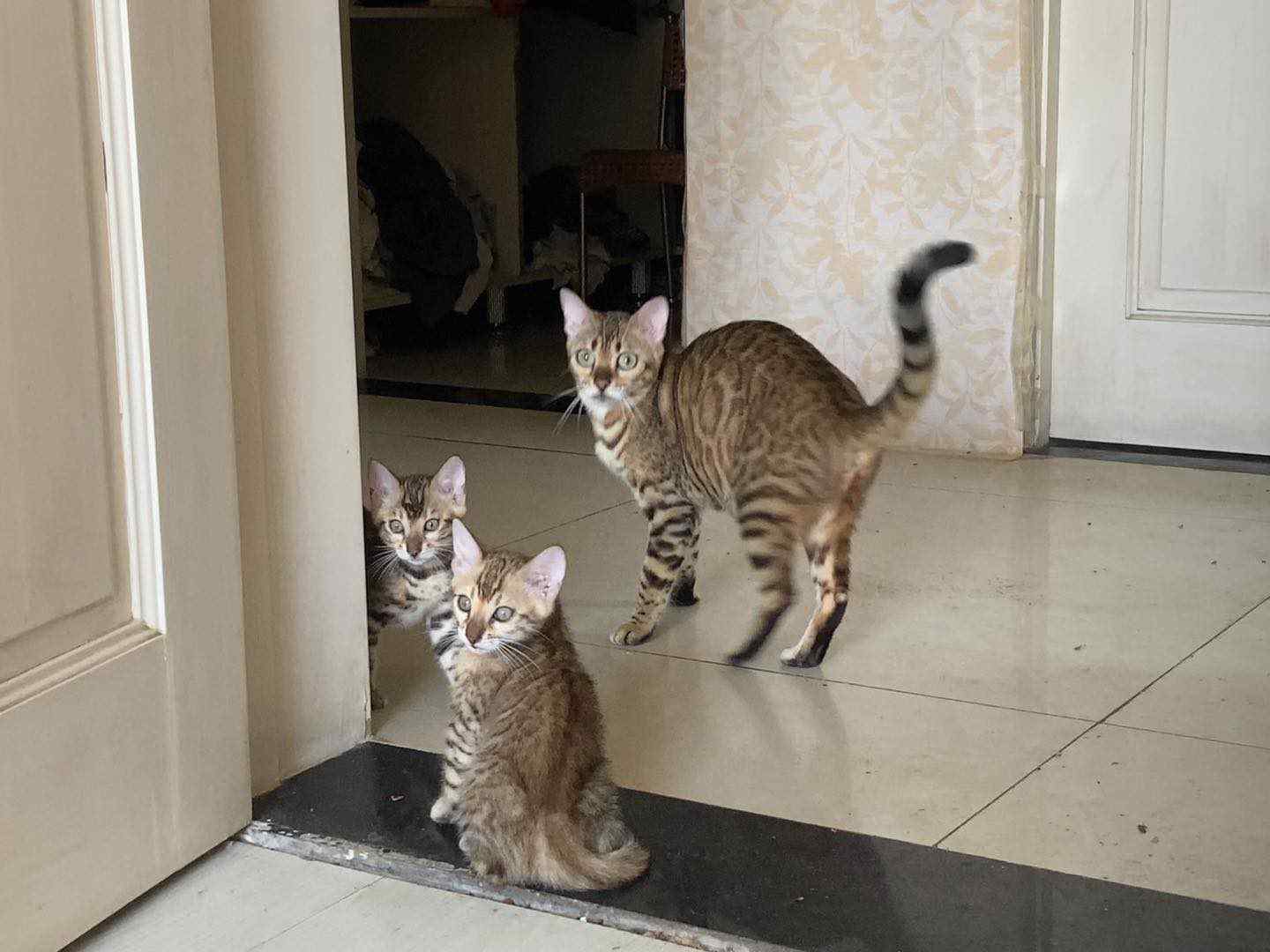 孟加拉小豹猫，已打疫苗