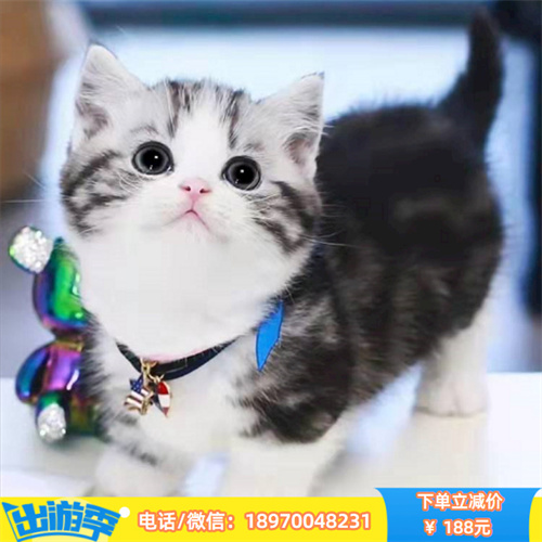 成都哪里有蓝猫出售 成都蓝猫多少 宠物猫咪