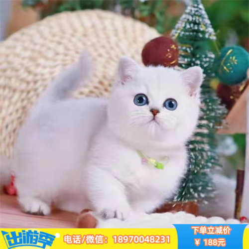 成都哪里有蓝猫出售 成都蓝猫多少 宠物猫咪