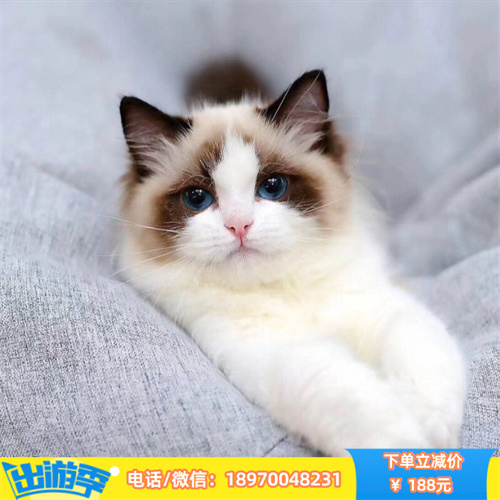 成都哪里有蓝猫出售 成都蓝猫多少 宠物猫咪