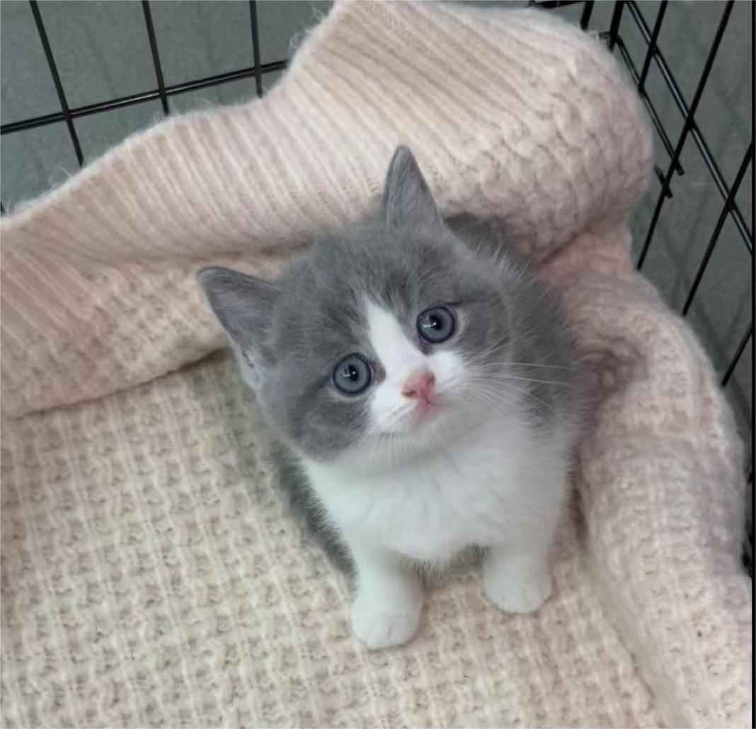 广东汕头英短蓝白宠物猫