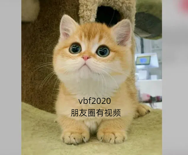 上海猫舍推荐英短猫咪蓝猫蓝白银金渐层蓝金