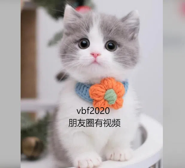上海猫舍推荐英短猫咪蓝猫蓝白银金渐层蓝金