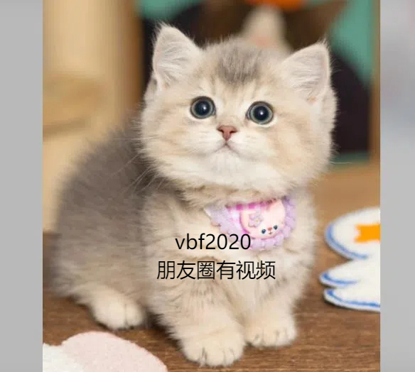 上海猫舍推荐英短猫咪蓝猫蓝白银金渐层蓝金