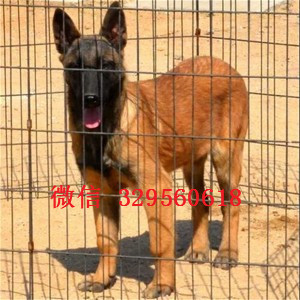 济南哪里卖马犬、马犬价格、马犬多少钱 