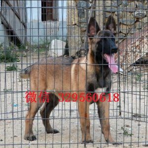 丰都马犬出售公母都有家养马犬出售红色马犬多