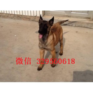 合肥马犬出售公母都有出售多只赛级马犬马犬多