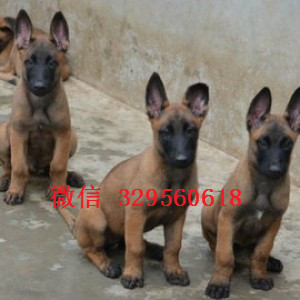 酉阳马犬出售公母都有出售多只赛级马犬红色马犬多少钱马犬犬舍