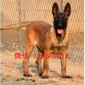 丰都马犬出售公母都有家养马犬出售红色马犬多少钱出售纯种健康的马犬幼犬
