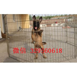 苏州马犬出售公母都有出售多只赛级马犬红色马犬多少钱三个月的马犬多少钱