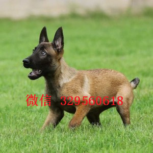 福州马犬出售公母都有出售多只赛级马犬红色马