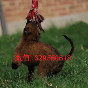 平顶山马犬出售公母都有出售多只赛级马犬纯血统马犬幼犬马犬犬舍