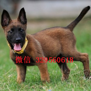 平顶山马犬出售公母都有出售多只赛级马犬纯血统马犬幼犬马犬犬舍