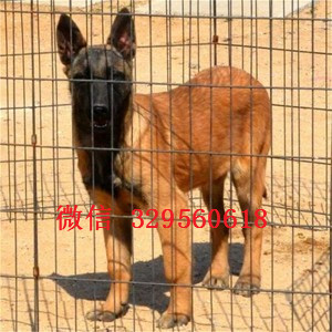 铁岭马犬出售公母都有出售马犬公母都有纯血统