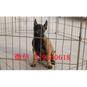 巫溪马犬纯种幼犬出售出售多只赛级马犬红色马