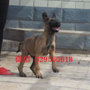 丹东马犬出售公母都有家养马犬出售马犬多少钱一只马犬狗场