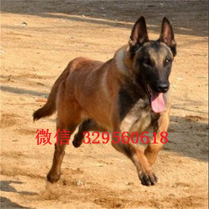 城口马犬出售公母都有出售多只赛级马犬马犬多