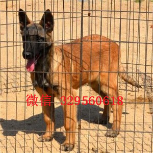 潼南马犬纯种幼犬出售家养马犬出售红色马犬多少钱马犬犬舍
