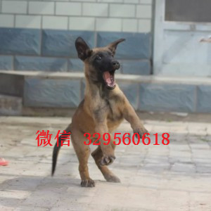 丹东马犬出售公母都有家养马犬出售马犬多少钱一只马犬狗场