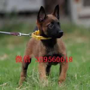 璧山马犬纯种幼犬出售出售多只赛级马犬红色马犬多少钱三个月的马犬多少钱