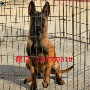 黔东南马犬纯种幼犬出售出售多只赛级马犬马犬