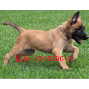 本溪马犬纯种幼犬出售出售多只赛级马犬红色马犬多少钱马犬犬舍