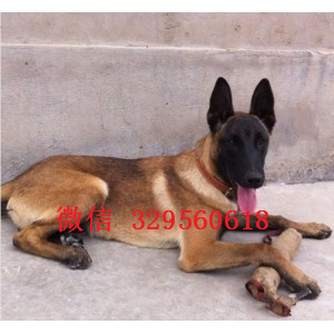 青岛马犬纯种幼犬出售出售马犬公母都有纯血统马犬幼犬马犬狗场