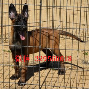 永川马犬纯种幼犬出售家养马犬出售哪里有卖纯