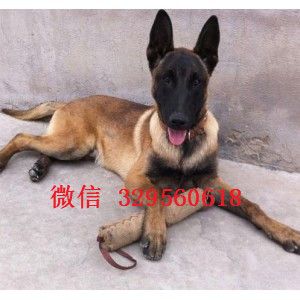 石柱马犬纯种幼犬出售家养马犬出售马犬多少钱一只出售纯种健康的马犬幼犬