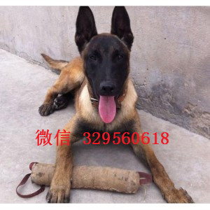 石柱马犬纯种幼犬出售家养马犬出售马犬多少钱一只出售纯种健康的马犬幼犬