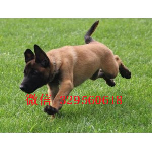 本溪马犬纯种幼犬出售出售多只赛级马犬红色马犬多少钱马犬犬舍