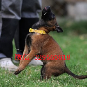 璧山马犬纯种幼犬出售出售多只赛级马犬红色马犬多少钱三个月的马犬多少钱