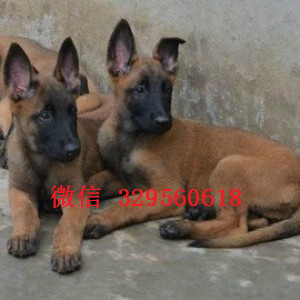 攀枝花马犬纯种幼犬出售出售马犬公母都有马犬