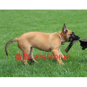 阳江马犬纯种幼犬出售出售多只赛级马犬纯血统