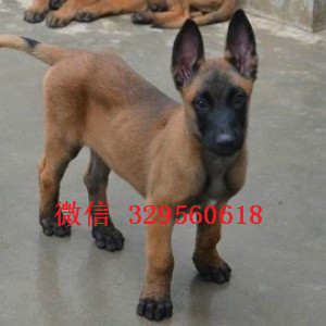 酉阳马犬出售公母都有出售多只赛级马犬红色马犬多少钱马犬犬舍