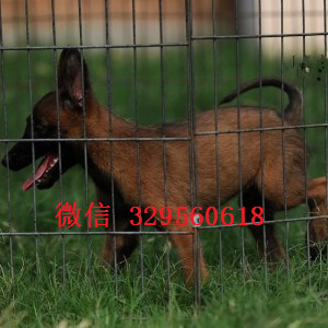 璧山马犬纯种幼犬出售出售多只赛级马犬红色马犬多少钱三个月的马犬多少钱