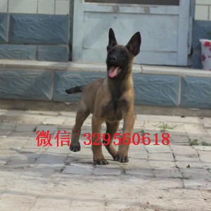 渝中马犬出售公母都有出售多只赛级马犬纯血统马犬幼犬出售纯种健康的马犬幼犬