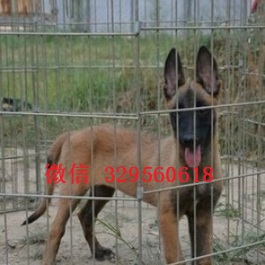 漳州马犬出售公母都有家养马犬出售纯血统马犬