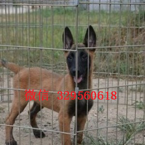 酉阳马犬出售公母都有出售多只赛级马犬红色马