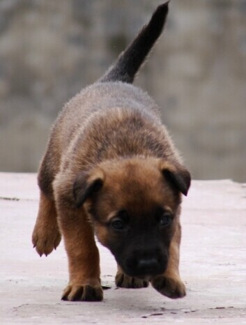楚雄买马犬 南华县买马犬 云南本地狗场出售纯种马犬
