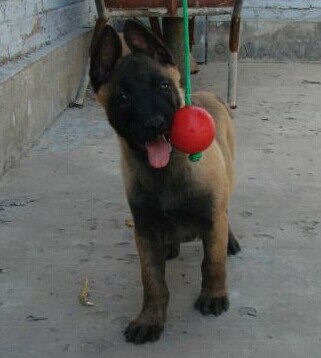 红河州买马犬 金平县买马犬 云南本地出售马犬